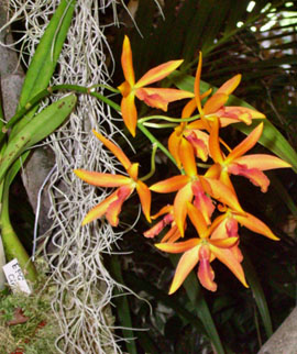 Orchideenschau in Schleife