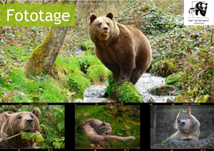 Fototage im Wolf- und Bärenpark 2026 Fototage im Wolf- und Bärenpark 2026